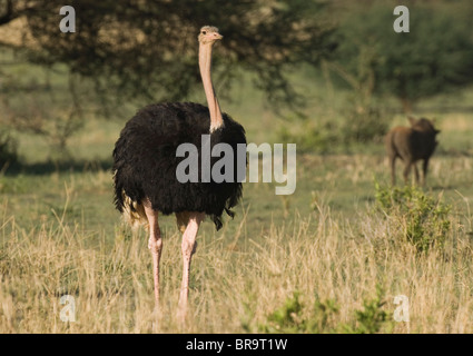 Struzzo in piedi nel Parco Nazionale di Tarangire e TANZANIA AFRICA Foto Stock