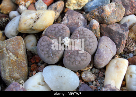 Impianto di pietra viva pietra Lithops fulviceps close up Foto Stock