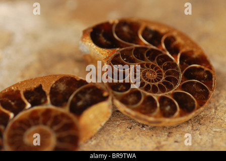 Ammonite fossile Foto Stock