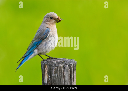 Canada Columbia Britannica nei pressi di Kamloops,Mountain Bluebird (Sialia currucoides) femmina adulta con i bruchi per alimentare i giovani, Giugno Foto Stock