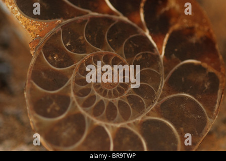 Ammonite fossile Foto Stock