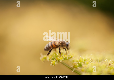 Primo piano della Peucedanum verticillare, Hog finocchio con il miele delle api alimentare su nectar Foto Stock
