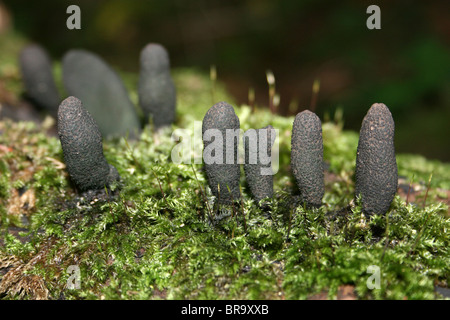 Uomo morto dita Xylaria polymorpha prese a Dibbinsdale LNR, Wirral, Regno Unito Foto Stock