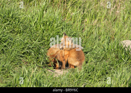 La Volpe rossa Vulpes vulpes due cuccioli giocando al di fuori della loro den in erba lunga uno con la coda di altri nella sua bocca Foto Stock