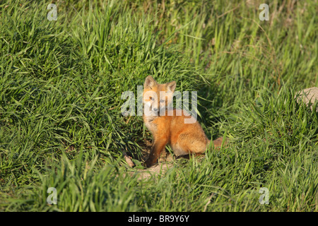 La Volpe rossa Vulpes vulpes cub seduto in erba lunga dal suo den rendendo il contatto visivo Foto Stock