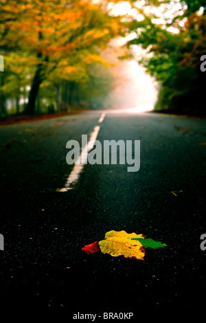 Bella strada con alcuni colorati di foglie di autunno Foto Stock