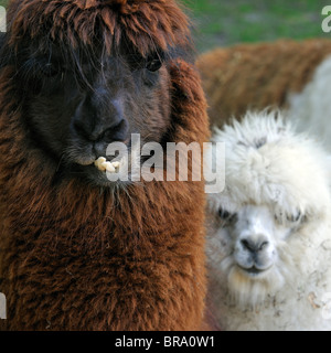 Alpaca (Vicugna pacos / Lama pacos) close up, originario del Sud America Foto Stock