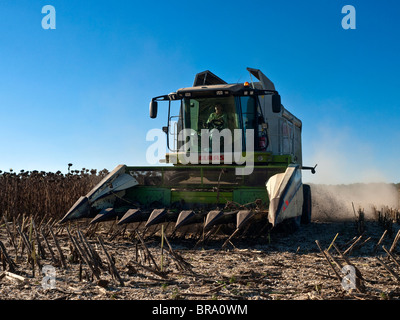 Claas Lexion 540 Mietitrebbia raccolta raccolto di semi di girasole - Indre-et-Loire, Francia. Foto Stock