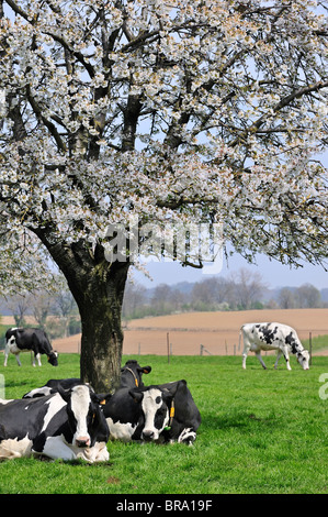 Vacche (Bos taurus) di appoggio nel frutteto con alberi di ciliegia fioritura (Prunus avium / Cerasus avium), Hesbaye, Belgio Foto Stock