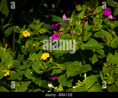 Mirabilis Jalapa, quattro ore di fiore o la meraviglia del Perù, in fiore Foto Stock