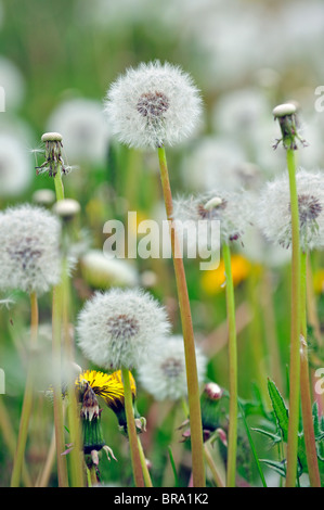 Comune di tarassaco (Taraxacum officinale) seedheads in prato, Belgio Foto Stock
