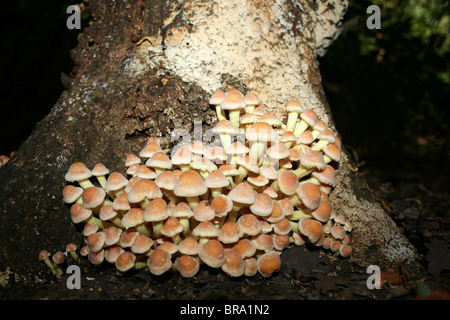 Ciuffo di zolfo Hypholoma fasciculare prese a Eastham Country Park, Wirral, Merseyside, Regno Unito Foto Stock