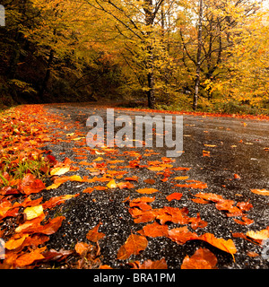 Paesaggio autunnale con una bella strada coperta di foglie colorate Foto Stock