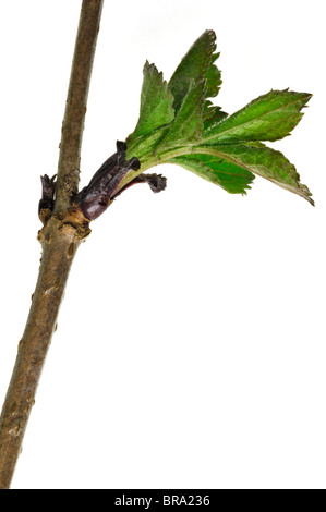 Europeo di sambuco nero / di sambuco (Sambucus nigra) apertura di germogli e foglie emergenti Foto Stock