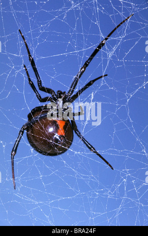 RED HOUR GLASS MARK su Black Widow SPIDER Latrodectus mactans USA Foto Stock