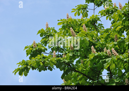 Ippocastano / Conker tree (Aesculus hippocastanum) mostra foglie e fiori in primavera, Belgio Foto Stock