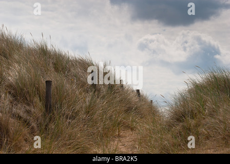 Punto Blakeny protetta la duna di sabbia sulla costa di Norfolk dove le pratiche di conservazione esistono per aiutare a preservare la sua esistenza Foto Stock