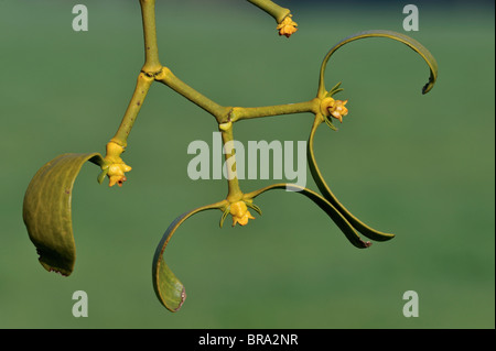 Vischio europeo (Viscum album) close-up, Lussemburgo Foto Stock