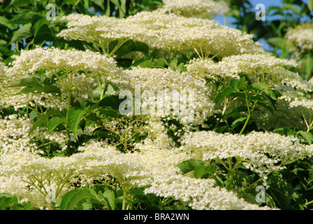 Blüte Holunder - sambuco 15 Foto Stock