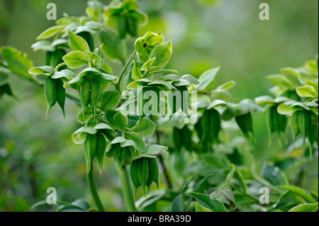 L'elleboro puzzolente (Helleborus foetidus) in fiore, Europa Foto Stock