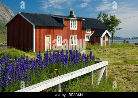 L'Europa, Norvegia Lofoten. Casa e Larkspur fiori in Vindstad. Foto Stock