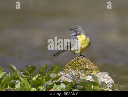 Graywagtail sat su roccia Foto Stock