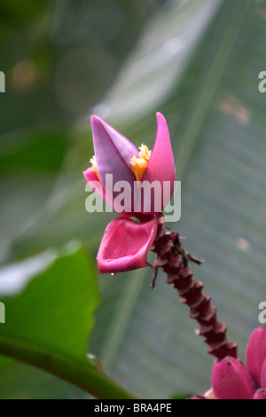 Piante di Banana al giardino delle farfalle in Selvatura parco avventura situato nella foresta di Monteverde in Costa Rica. Foto Stock