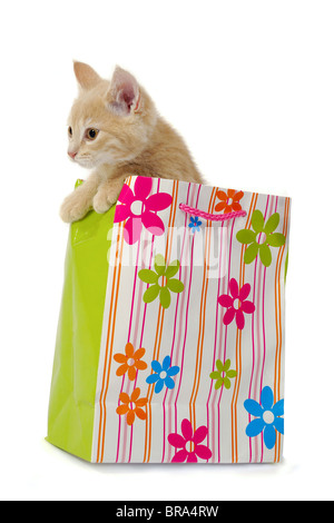 Dolce gattino è seduto in un sacchetto della spesa. Isolato su sfondo bianco. Foto Stock