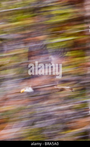 Canada, British Columbia, aquila calva (Haliaetus leucocephalus) volare a bordo della foresta di conifere Foto Stock