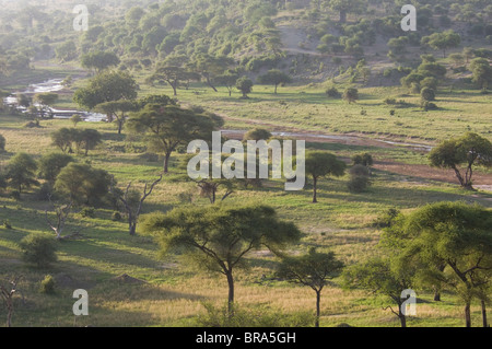 ACACIA GROVE vicino al fiume TARANGIRE Parco Nazionale di Tarangire e TANZANIA AFRICA Foto Stock