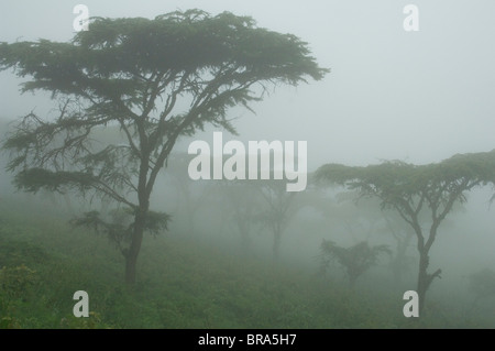 Foschia mattutina IN ACACIA boschi dal cratere di Ngorongoro TANZANIA AFRICA Foto Stock