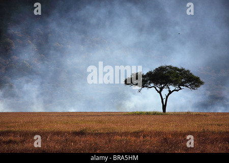 Masterizzazione di controllo nel Serengeti Foto Stock