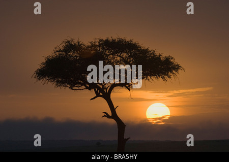 Stagliano singolo albero di acacia con impostazione rotondo SUN DEL PARCO NAZIONALE AMBOSELI KENYA AFRICA Foto Stock