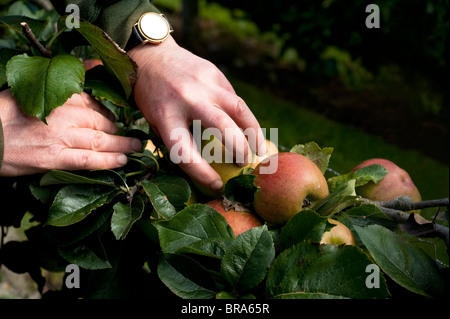 La raccolta di mele, Malus domestica " Blenheim arancione" a Painswick Giardino rococò in Cotswolds, Regno Unito Foto Stock