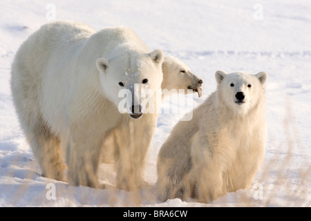 Canada, Manitoba, Baia di Hudson, Churchill. Madre di orso polare e due cuccioli. Foto Stock