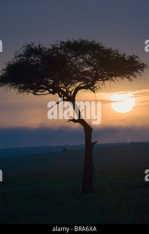 Unico albero di ACACIA STAGLIANO SOLE RISERVA NAZIONALE DI MASAI MARA KENYA AFRICA Foto Stock