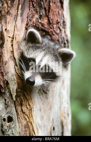 RACCOON BLOCCATA LA SUA TESTA FUORI DI UN ALBERO Procione lotor Foto Stock