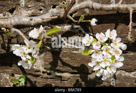 Blossom su di un albero di pera chiamato Doyenne du Comice Foto Stock