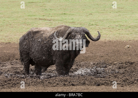 Capo africano bufalo indiano di acqua in piedi nel fango del cratere di Ngorongoro TANZANIA AFRICA Foto Stock