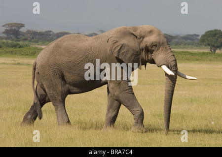 BULL dell' elefante africano a piedi nella pianura del Parco Nazionale Amboseli KENYA AFRICA Foto Stock