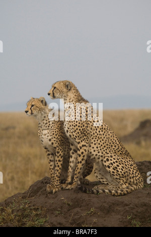 Ghepardo e giovane seduto sul tumulo TERMITE SERENGETI TANZANIA AFRICA Foto Stock