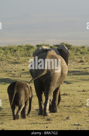 Vista posteriore del ELELPHANT mucca e vitello A PIEDI del cratere di Ngorongoro TANZANIA AFRICA Foto Stock