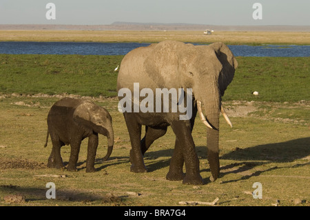 Elefante mucca e vitello metà bagnato WALKING AFRICA TANZANIA Foto Stock