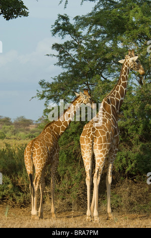 Due giraffe reticolate vista posteriore da dietro SAMBURU NATIONAL PARK KENYA AFRICA Foto Stock