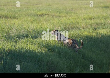 LONE CHEETAH passeggiate nel verde del prato di pianure del Serengeti National Park in Tanzania Africa Foto Stock