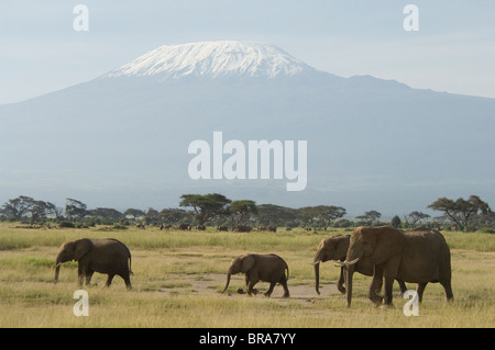 Gli elefanti A PIEDI NELLA PARTE ANTERIORE DEL MONTE KILIMANJARO AMBOSELI NATIONAL PARK KENYA AFRICA Foto Stock