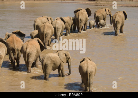 Branco di elefanti Loxodonta africana attraversando Uaso Nyiro SAMBURU NATIONAL RESERVE KENYA AFRICA Foto Stock