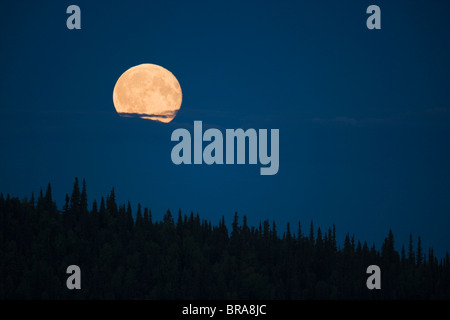 Full Moon Rising sopra albero di abete foresta, Yukon settentrionale Foto Stock