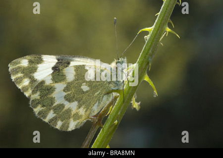 Bagno farfalla bianca (Pontia daplidice) Foto Stock