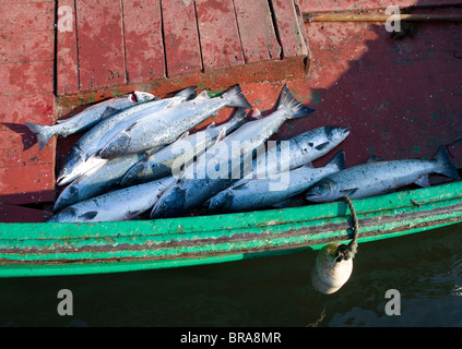 Appena pescato il salmone, Torr Head, County Antrim, Irlanda del Nord. Foto Stock